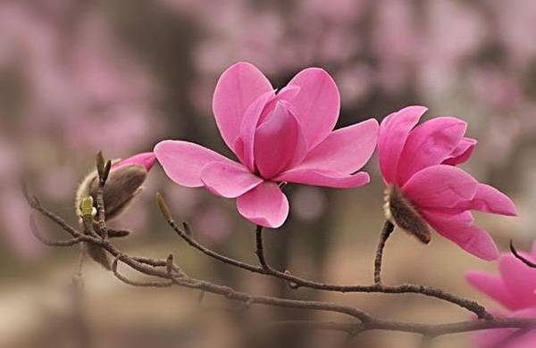 清明，獻(xiàn)給您一束辛夷花